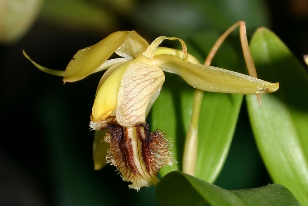 http://www.cloudjungle.com/cloudjungle/Orchidaceae/Coelogyne/coelogyne fimbriata flower2.jpg